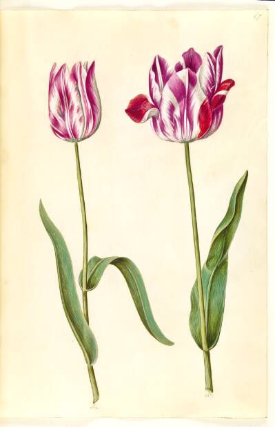 Tulipa gesneriana (have-tulipan)