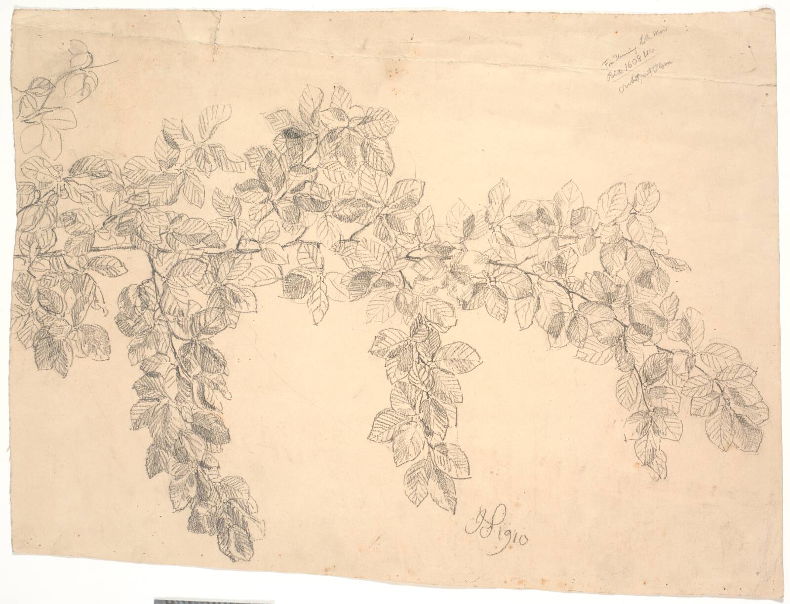 Studie af bøgegren, Joakim Skovgaard, 1910