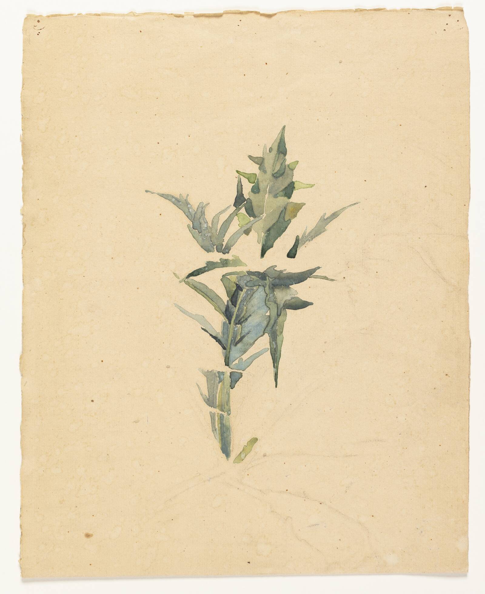 Tidsel, Ubekendt, 1900-1950