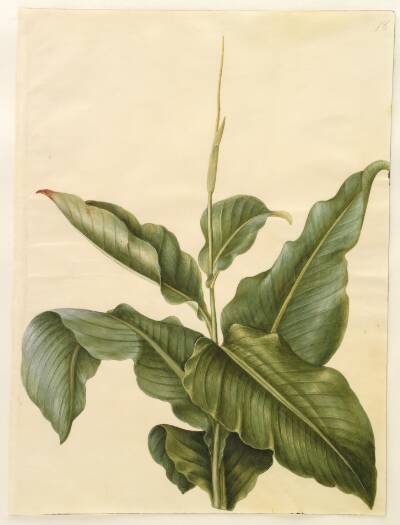 Canna (kanna)
