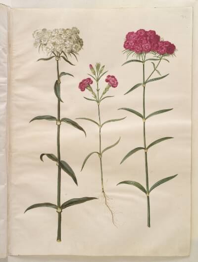 Dianthus barbatus (studenter-nellike); Dianthus (art af nellike)