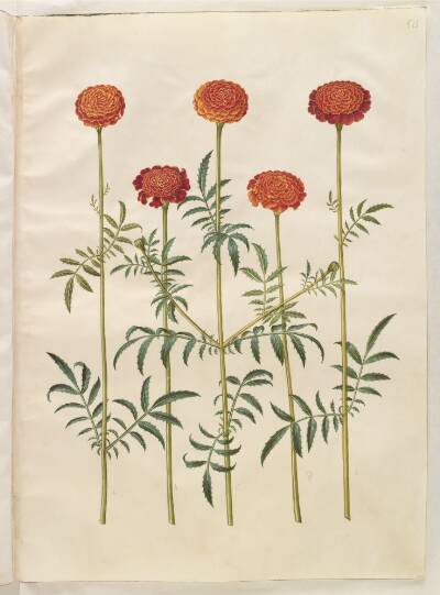 Tagetes patula (udspærret fløjlsblomst)