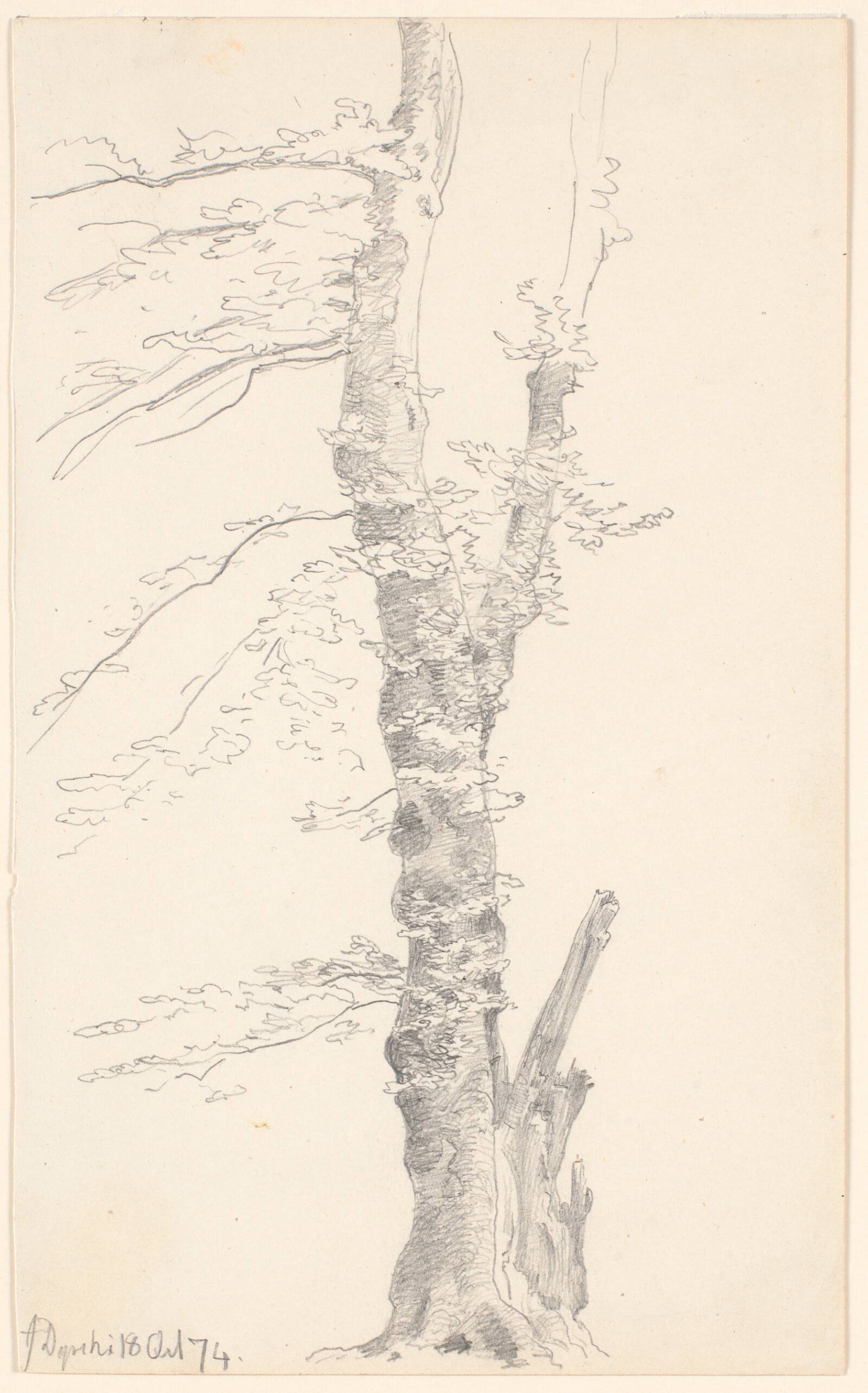 Et bøgetræ., P.C. Skovgaard, 1874
