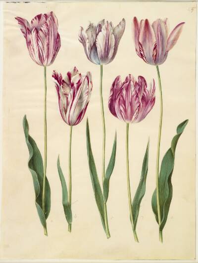 Tulipa gesneriana (have-tulipan)