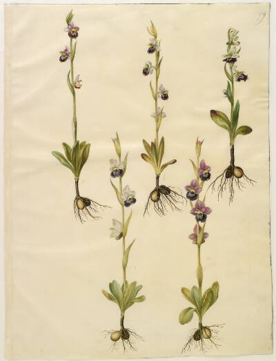 Ophrys fuciflora (drone-flueblomst)
