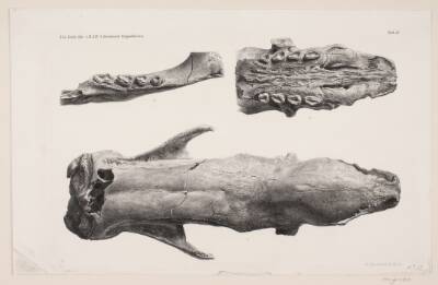 Naturhistorisk tegning