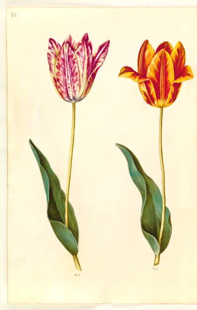 Tulipa gesneriana (have-tulipan)