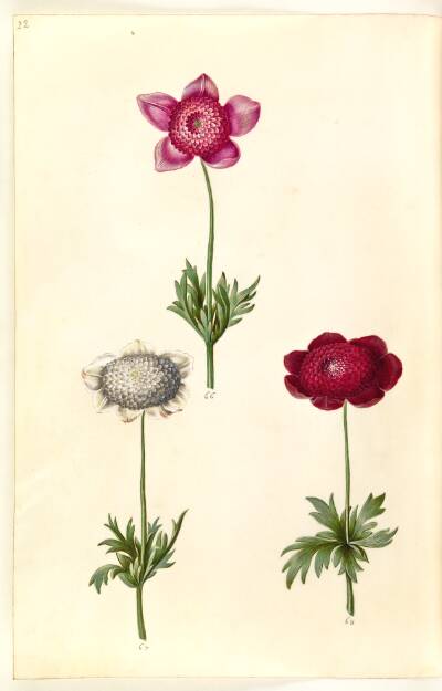Anemone coronaria (fransk anemone)