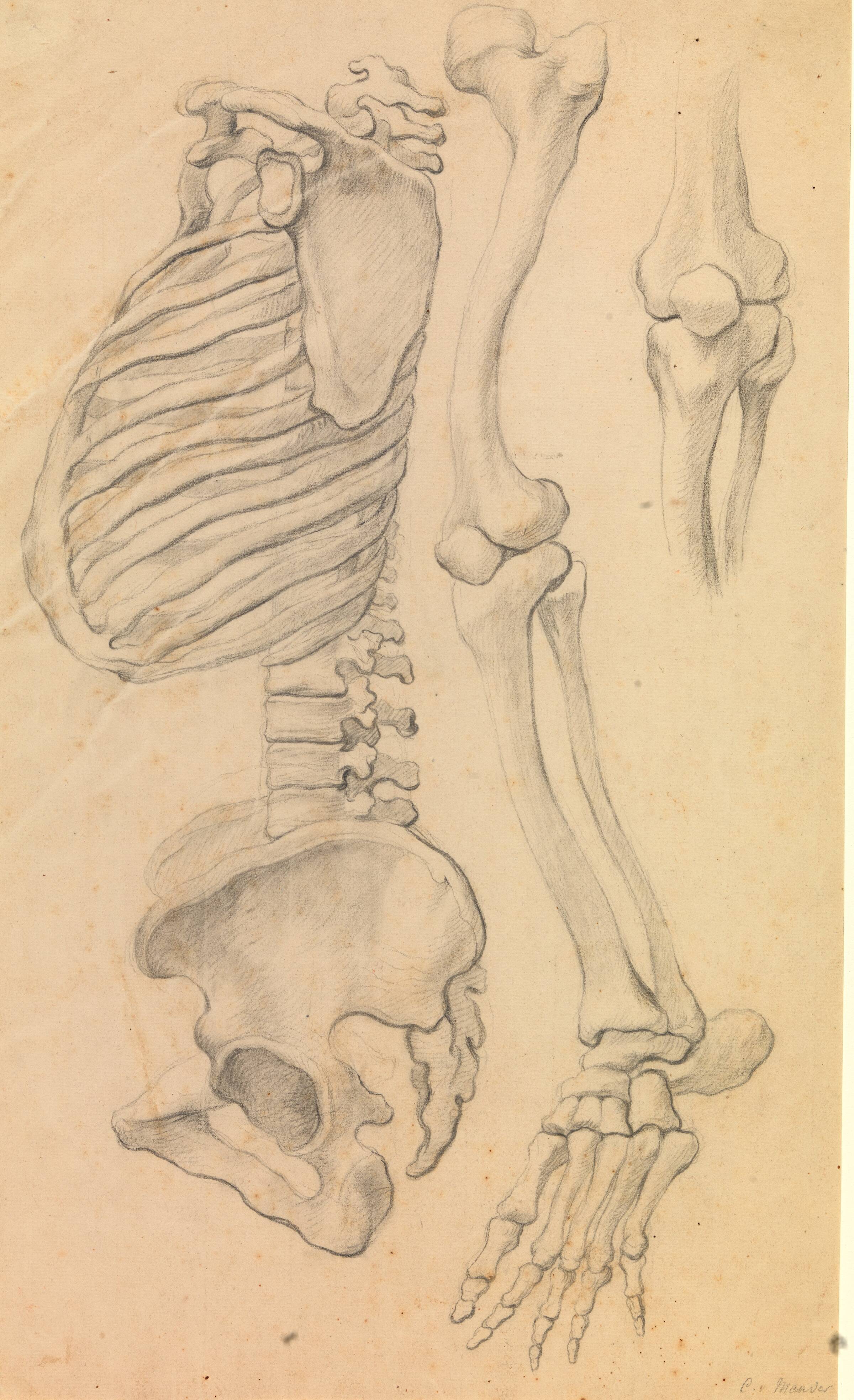 Rygrad med brystkasse og bækken, profil mod venstre; desuden knogler af et venstre ben fra hofte til tåspidsen og detalje af et knæ. (1662?)., Mander III, Karel van, 1660-1663