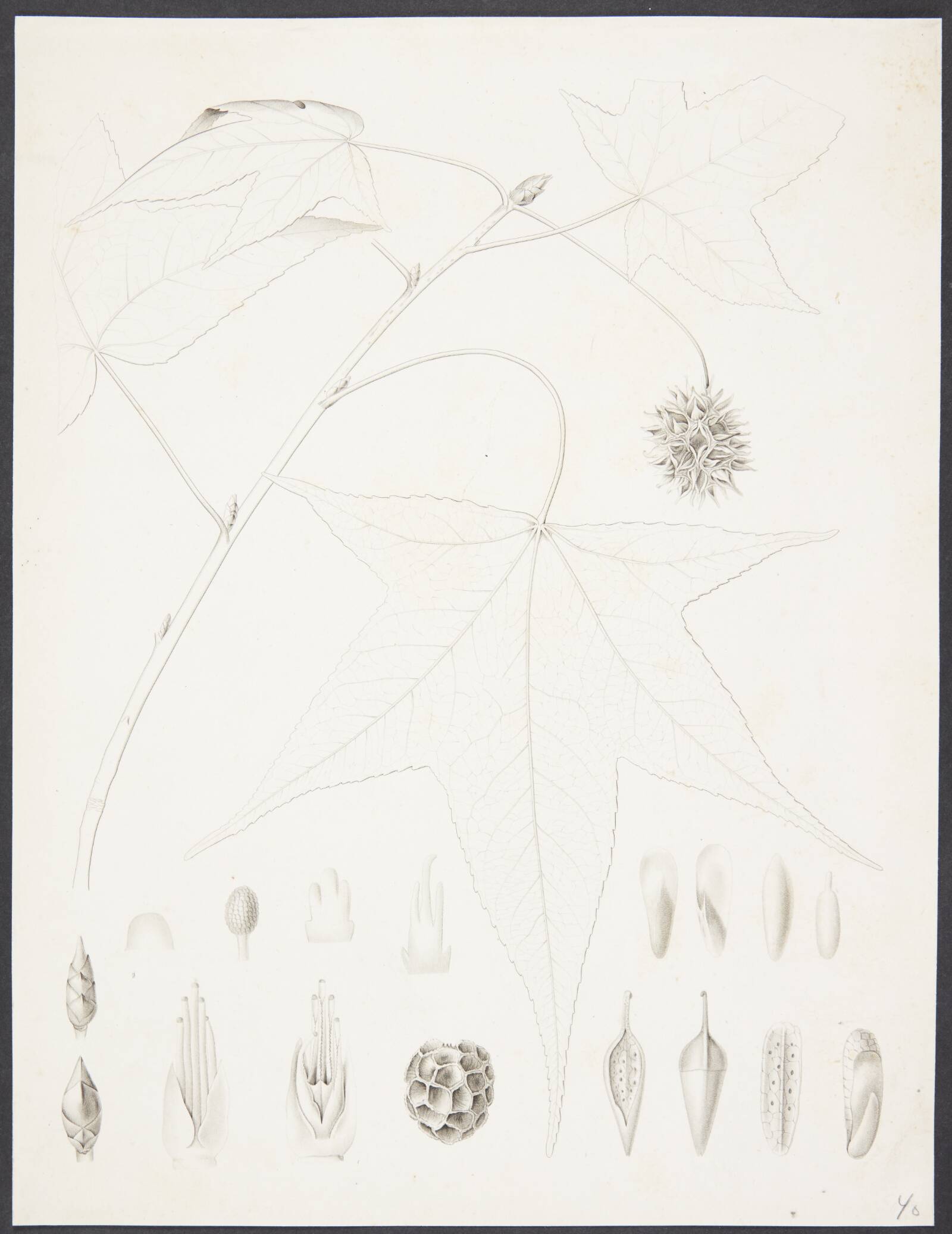 Botanisk radering, Augusta Thornam, 1850-1899
