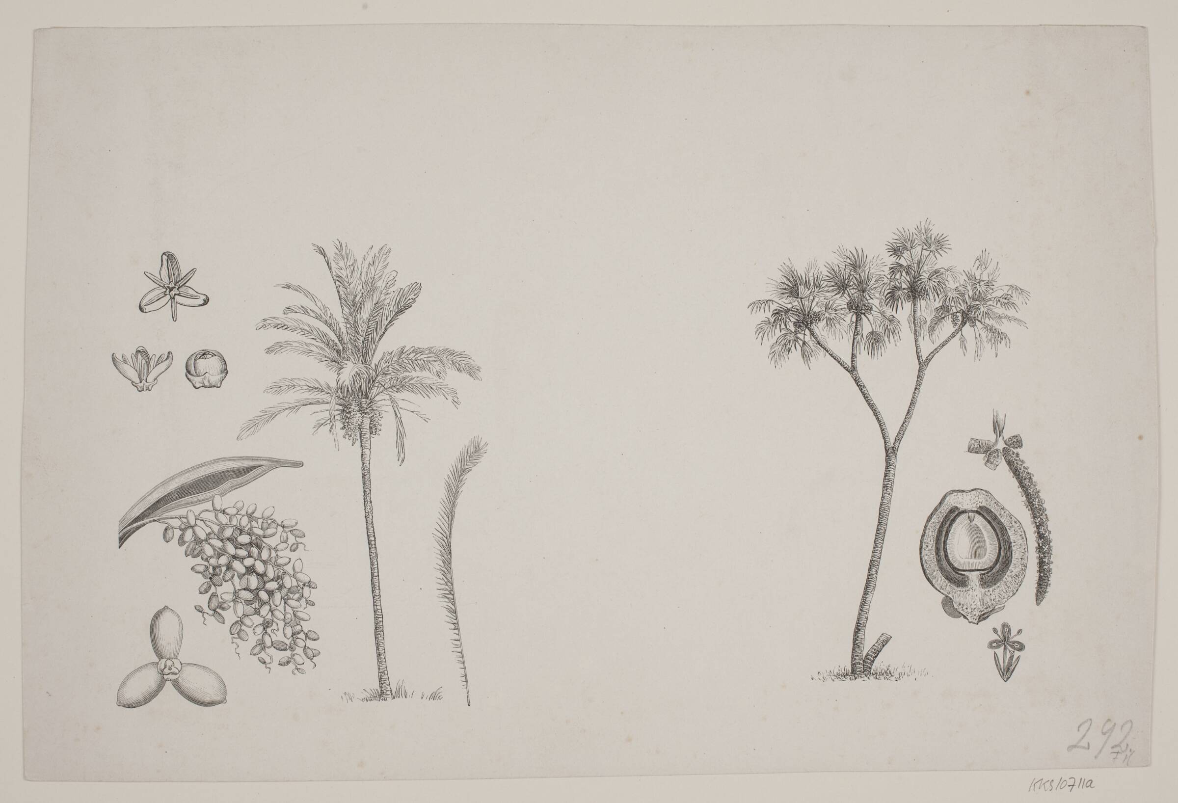 Botanisk blad fra Schouws skrifter, H.C. Henneberg, 1851