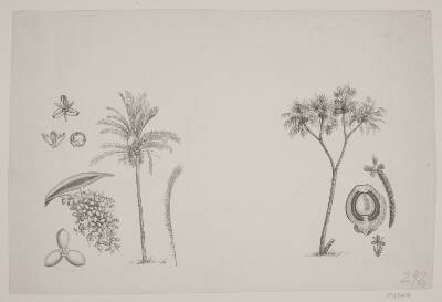 Botanisk blad fra Schouws skrifter