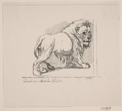 En løve i dyrehaven i Amsterdam 8. juli 1846