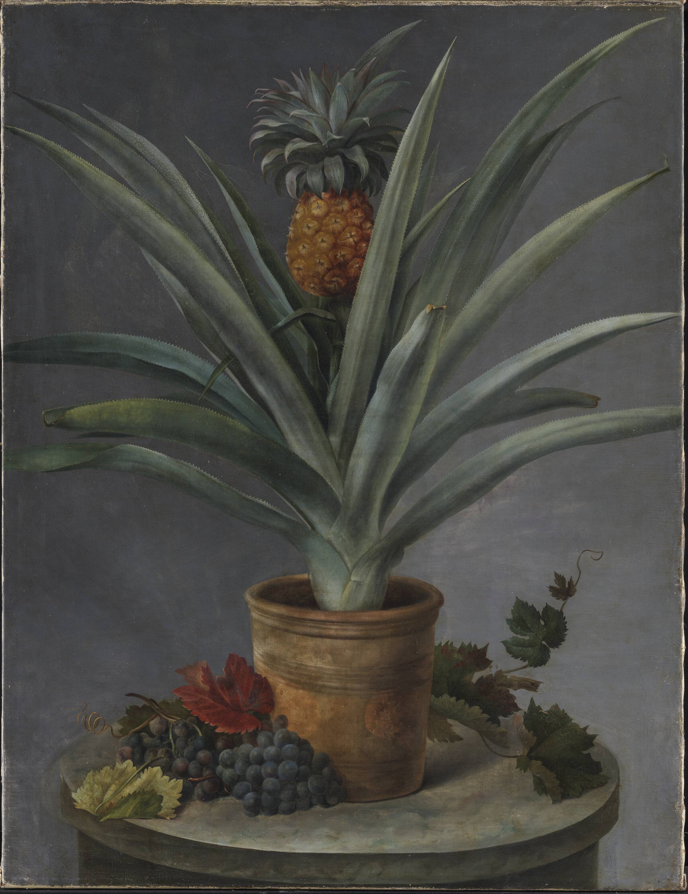 En ananas i urtepotte og druer på et stenbord, Hermania Neergaard, 1814-1837