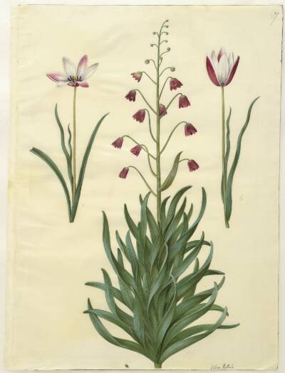 Tulipa clusiana (clusius-tulipan); Fritillaria persica (persisk fritillaria)