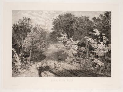 Borrevejle Skov