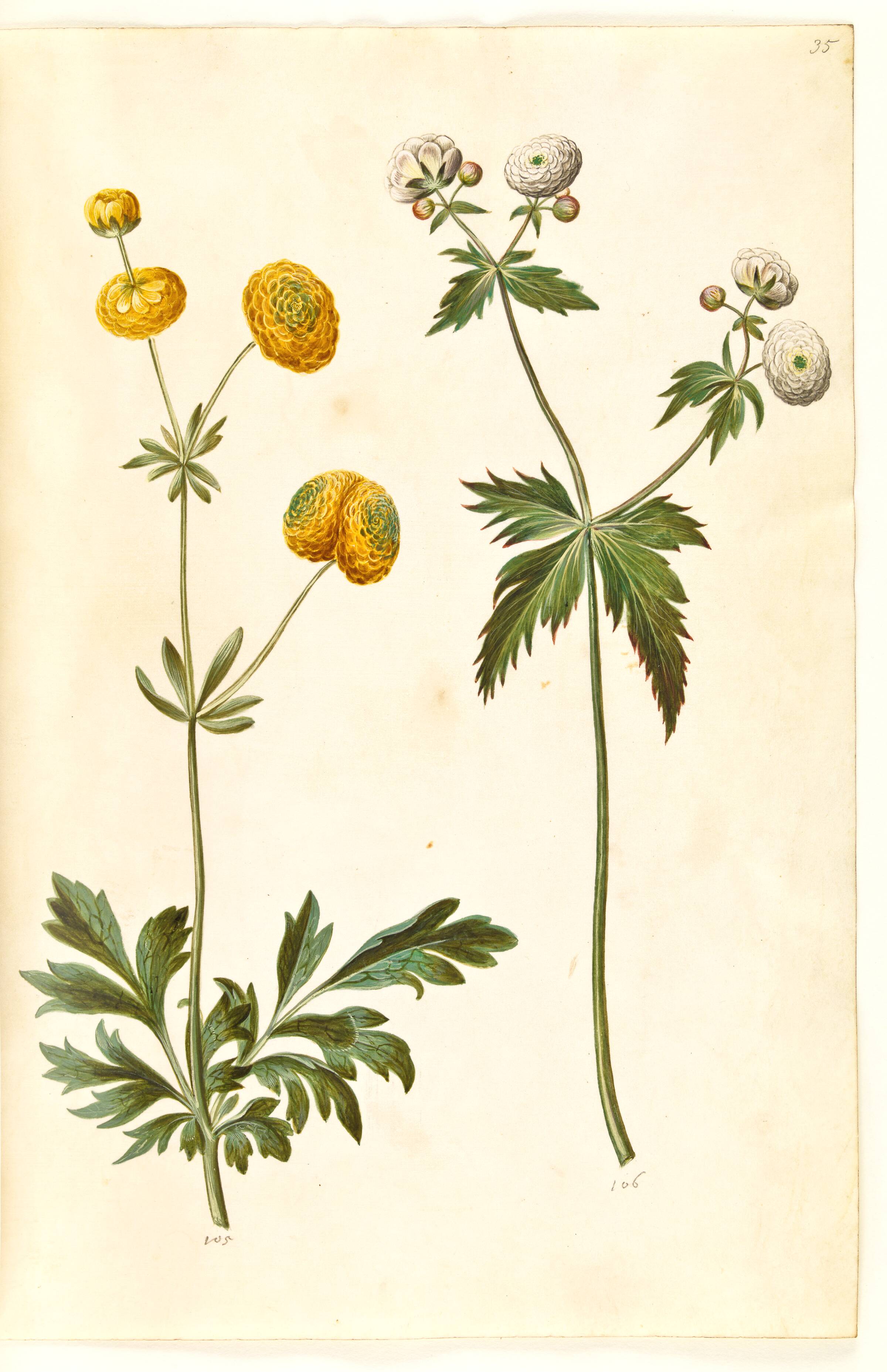 Ranunculus acris (guldknap-ranunkel); Ranunculus aconitifolius (sølvknap-ranunkel), Hans Simon Holtzbecker, 1635-1664