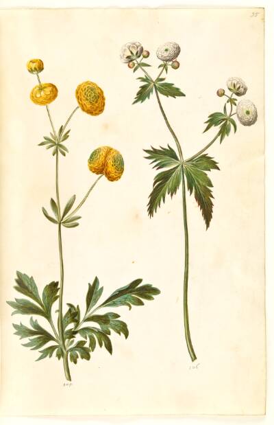 Ranunculus acris (guldknap-ranunkel); Ranunculus aconitifolius (sølvknap-ranunkel)