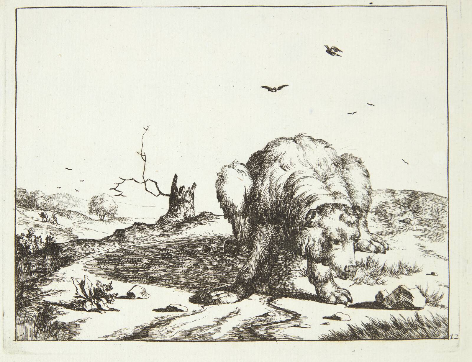 Sammenkrøbet bjørn, Marcus de Bye, 1664