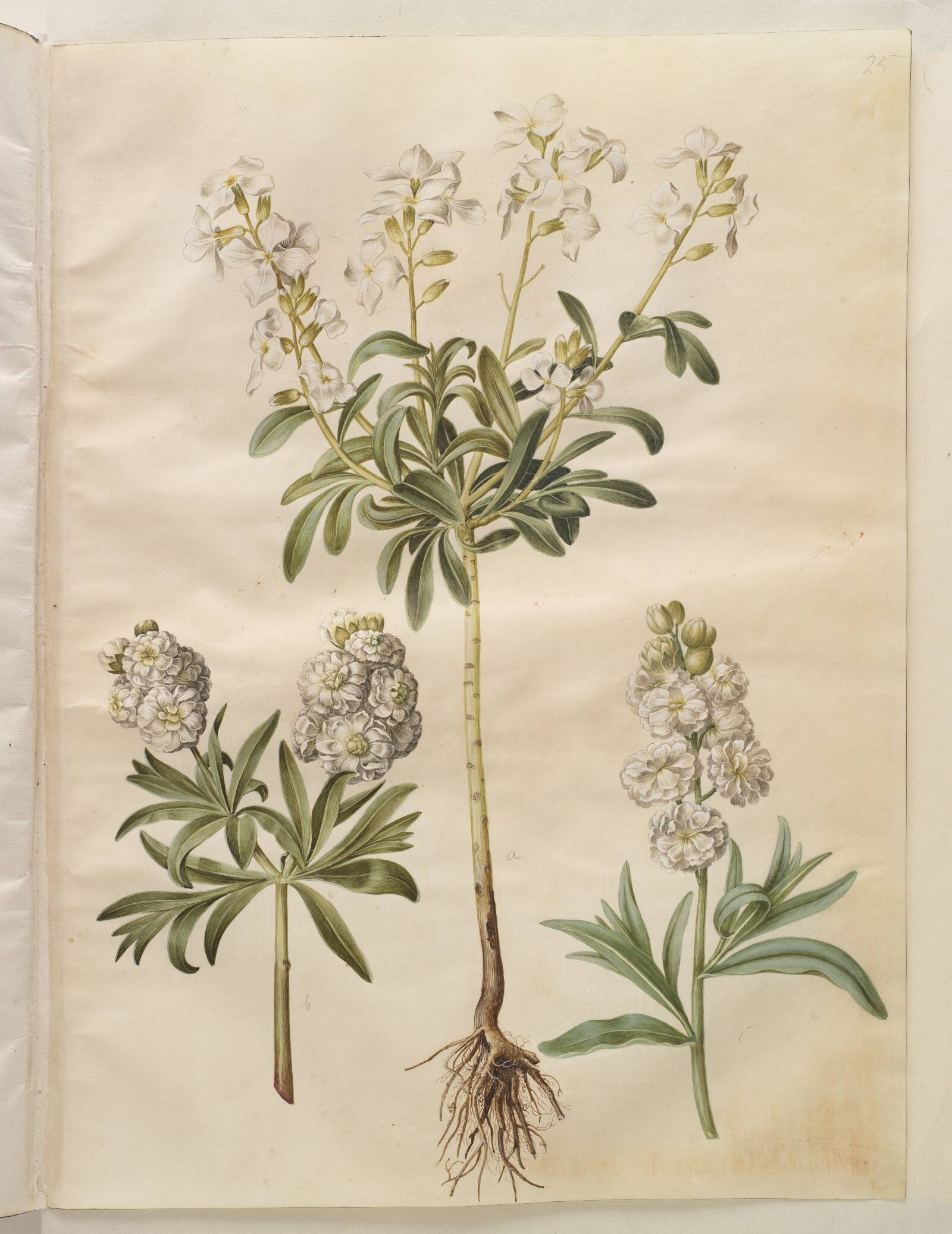 Matthiola incana (vinter-levkøj), Hans Simon Holtzbecker, 1649-1659
