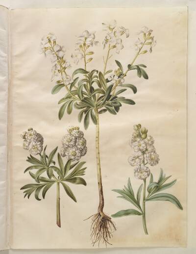 Matthiola incana (vinter-levkøj)