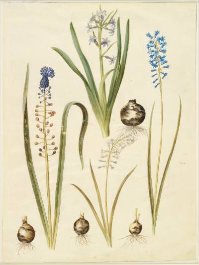 Hyacinthus orientalis (almindelig hyacint); Muscari comosum (duskhyacint); Brimeura amethystina (pyrenæisk hyacint)
