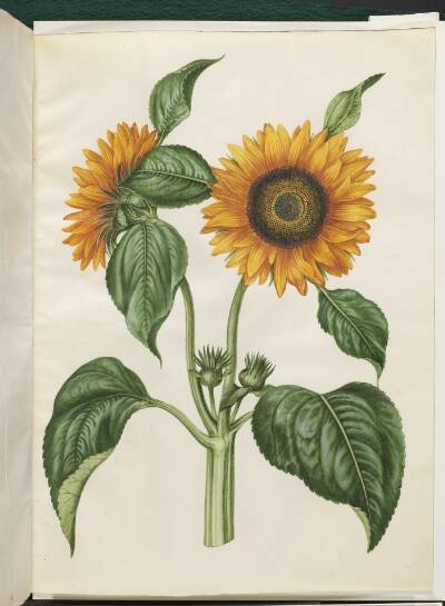 Helianthus annuus (almindelig solsikke)