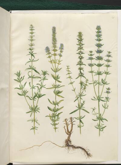 Hyssopus officinalis (ægte isop)