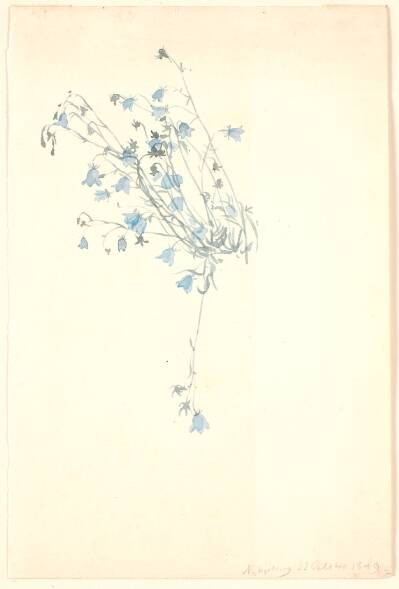 Klokkeblomster.