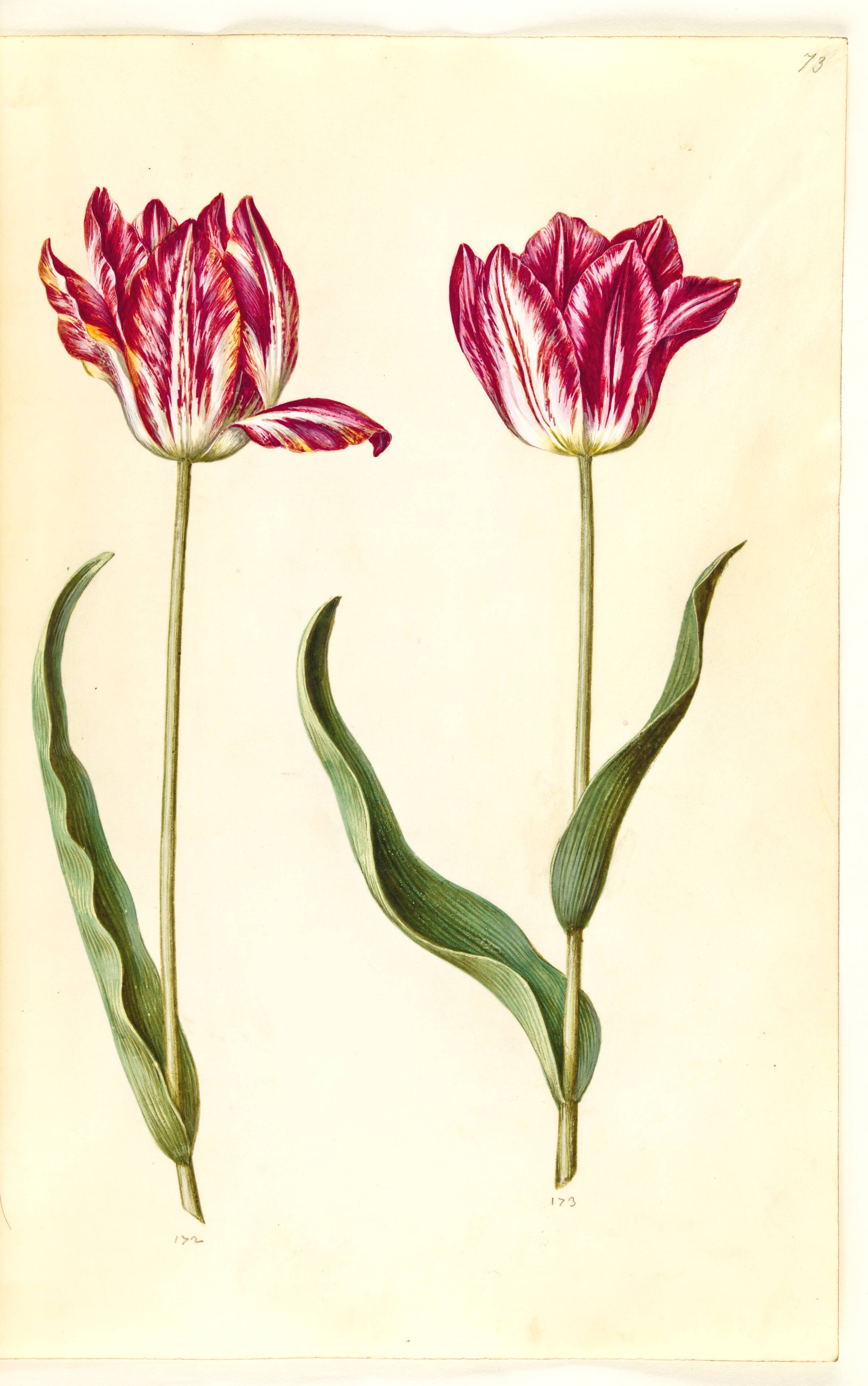 Tulipa gesneriana (have-tulipan), Hans Simon Holtzbecker, 1635-1664