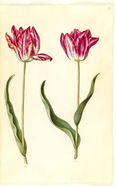 Tulipa gesneriana (have-tulipan)