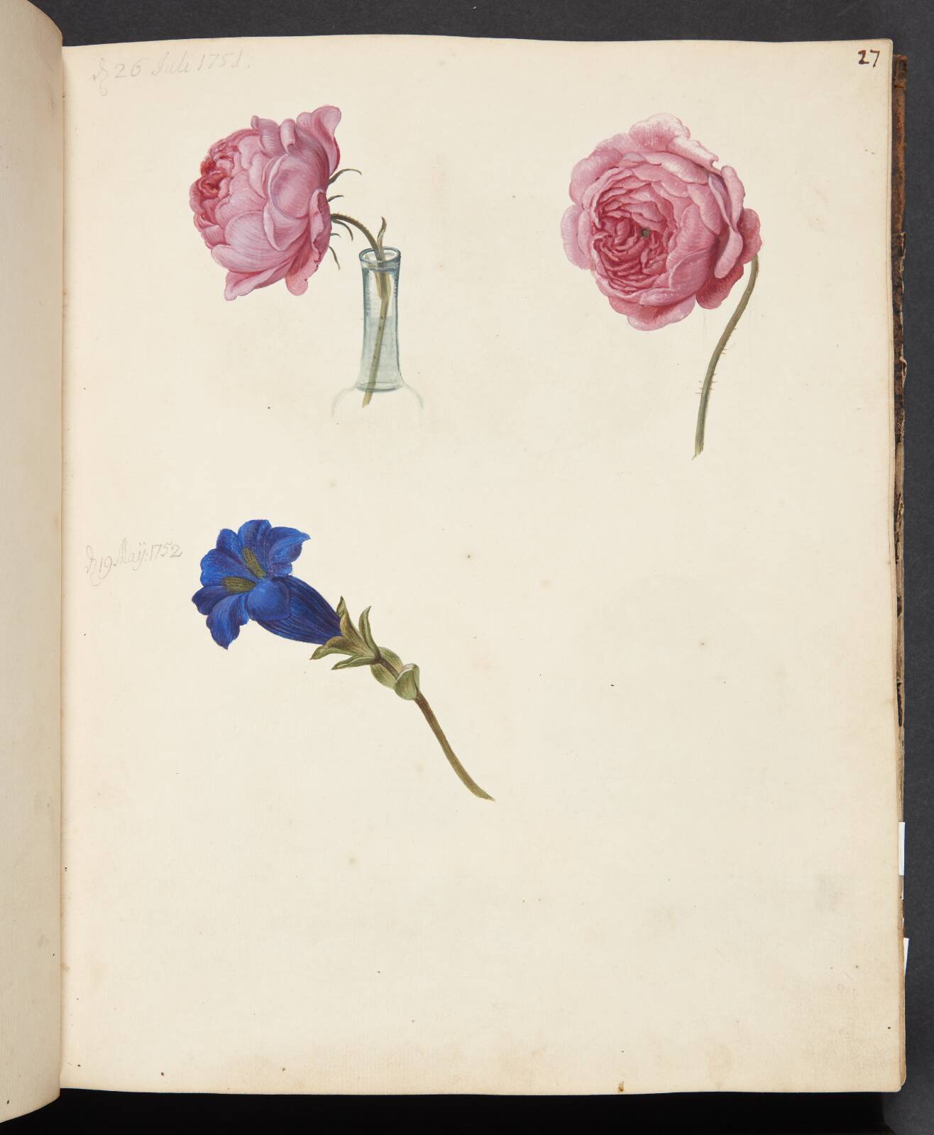 Studie af lyserød rose og blå blomst, by Johanna Fosie, 1751