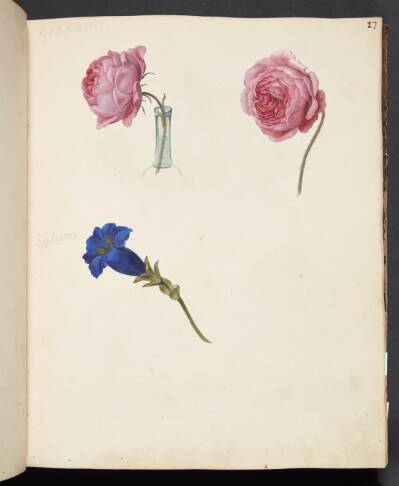 Studie af lyserød rose og blå blomst