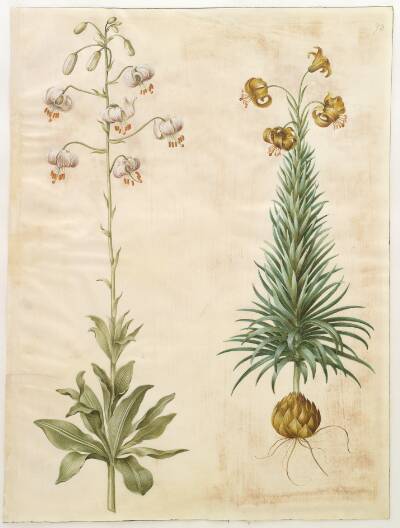 Lilium martagon (krans-lilje); Lilium pyrenaicum (pyrenæisk lilje)