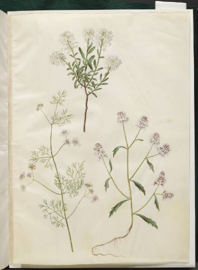 Iberis sempervirens (snepude); Coriandrum sativum (almindelig koriander); Iberis amara (bitter sløjfeblomst)