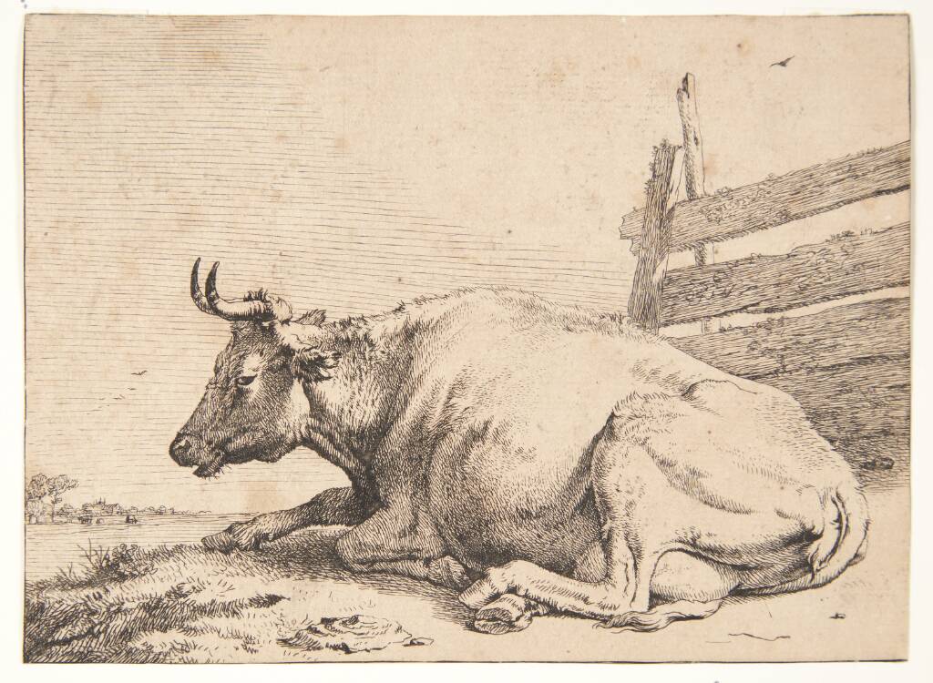 Ko liggende ved et hegn, Paulus Potter, 1650