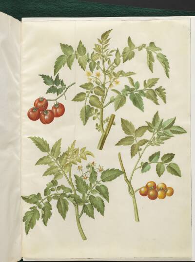 Solanum lycopersicum (almindelig tomat)