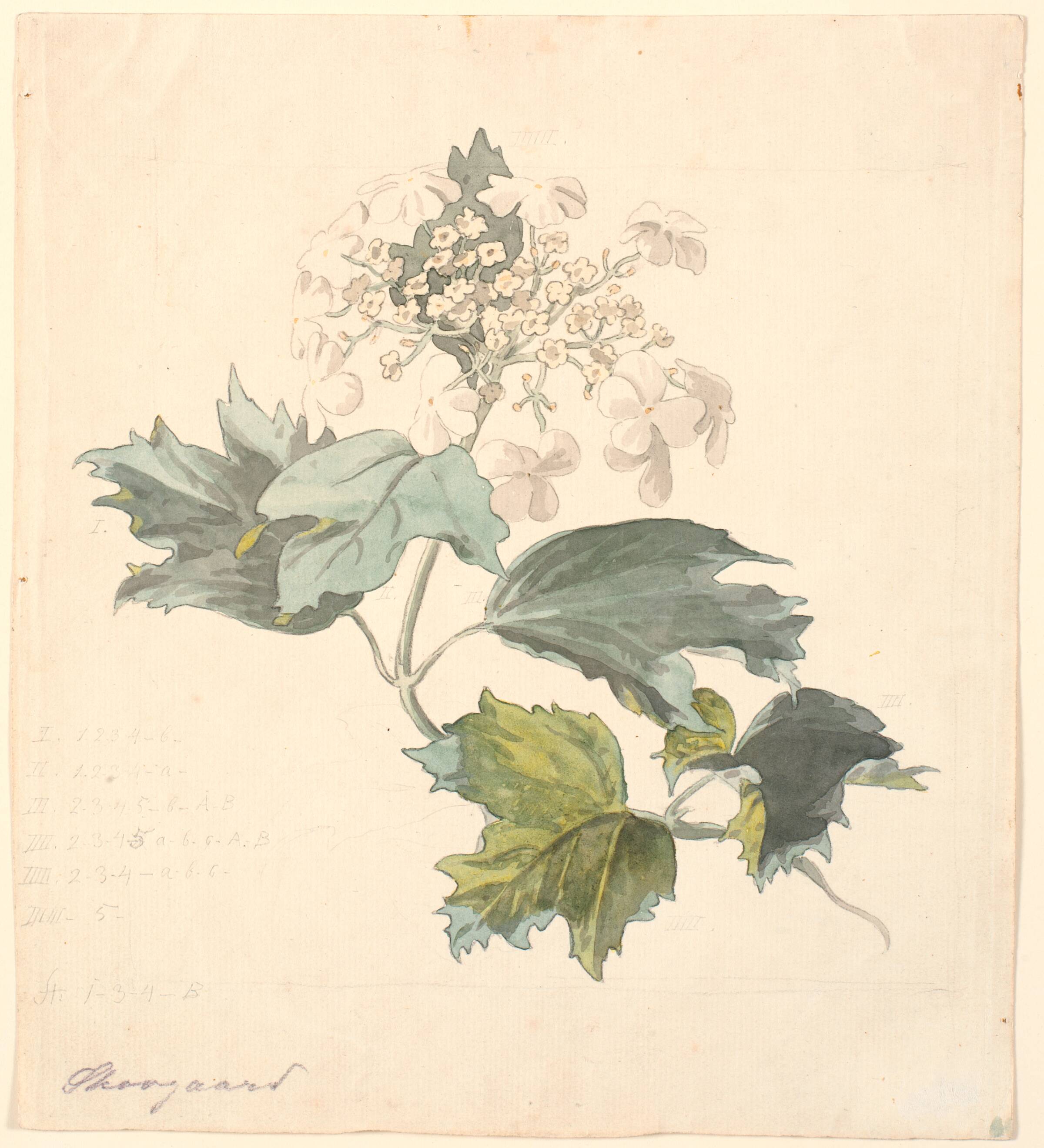 Kvalkved (Viburnum)., P.C. Skovgaard, 1817-1875