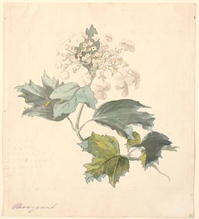 Kvalkved (Viburnum).