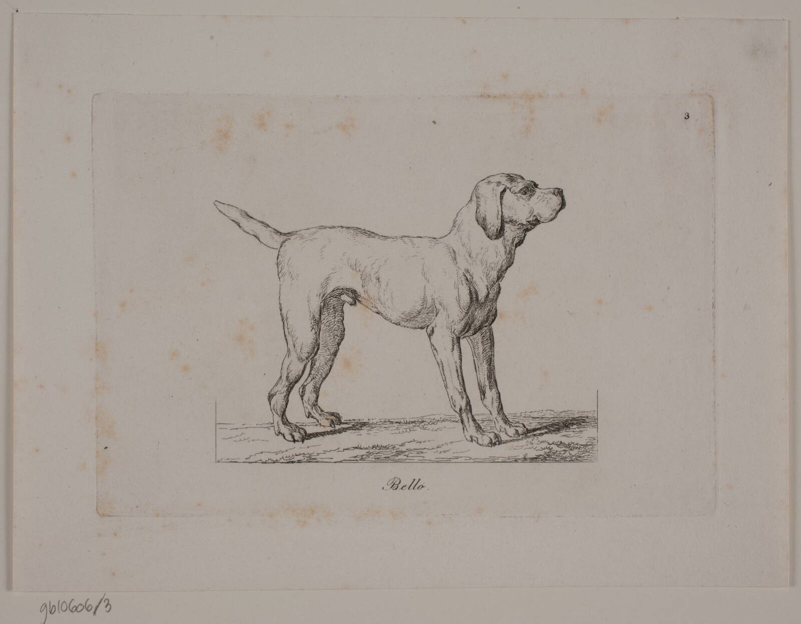 Bello, Christian David Gebauer, 1821