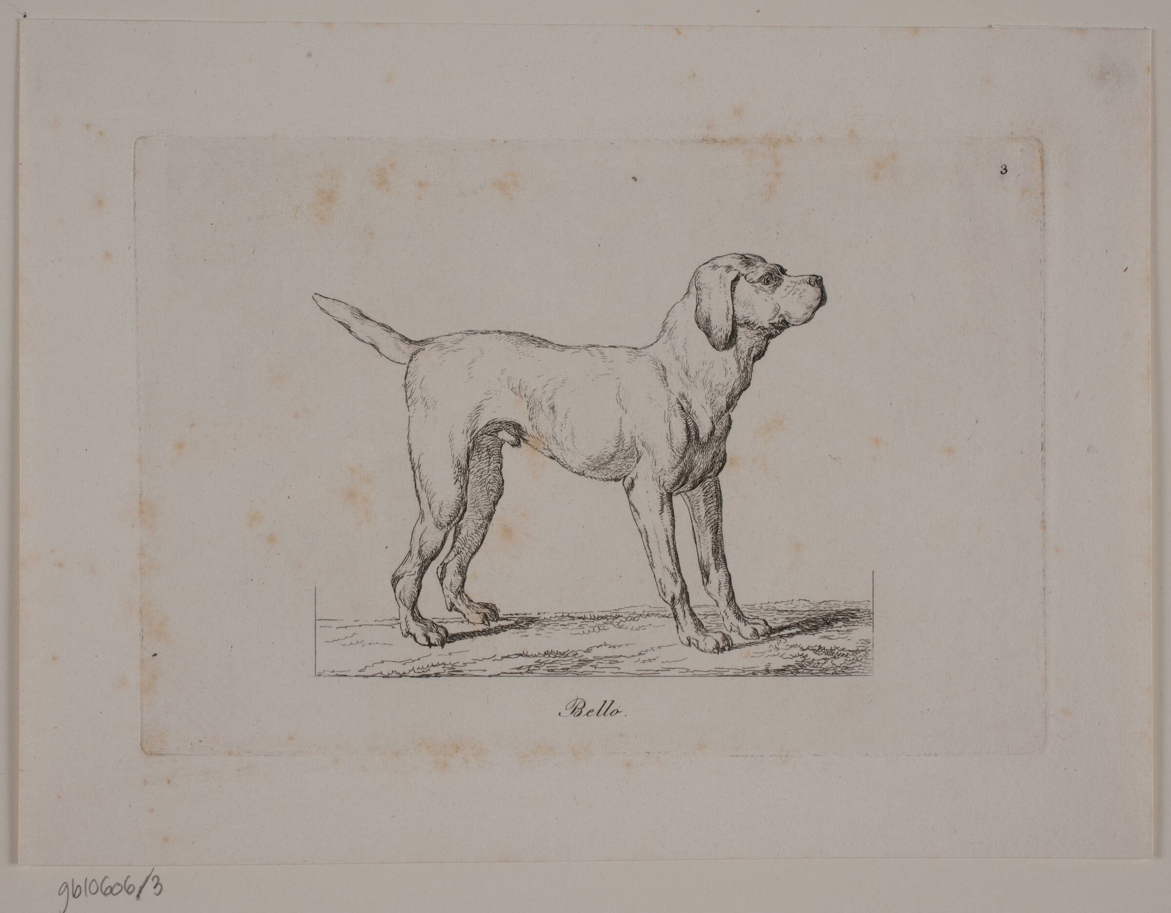 Bello, Christian David Gebauer, 1821