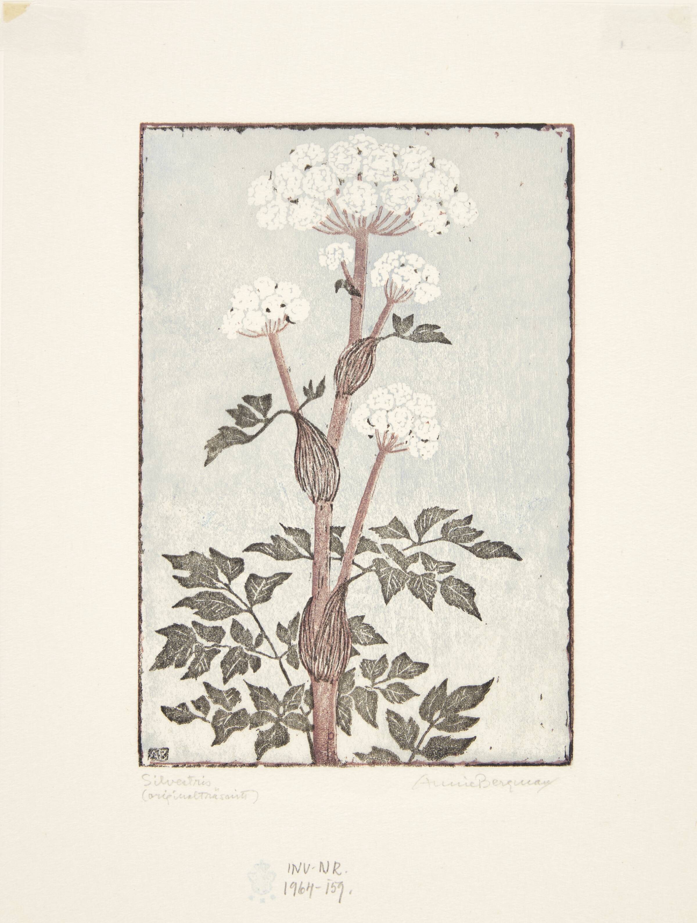 "Silvestris", Annie Bergman, 1962