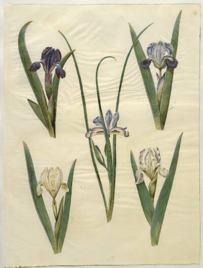 Iris pumila (lav iris) eller Iris lutescens (dværg-iris); Iris graminea (græsbladet iris)