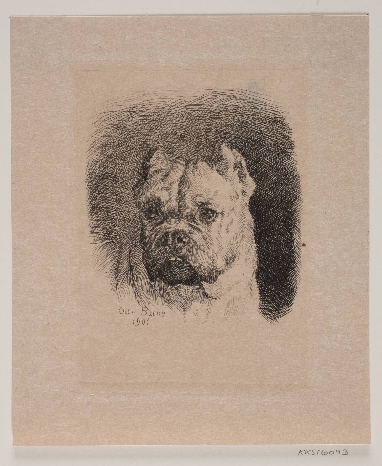 Et hundehoved, Otto Bache, 1901