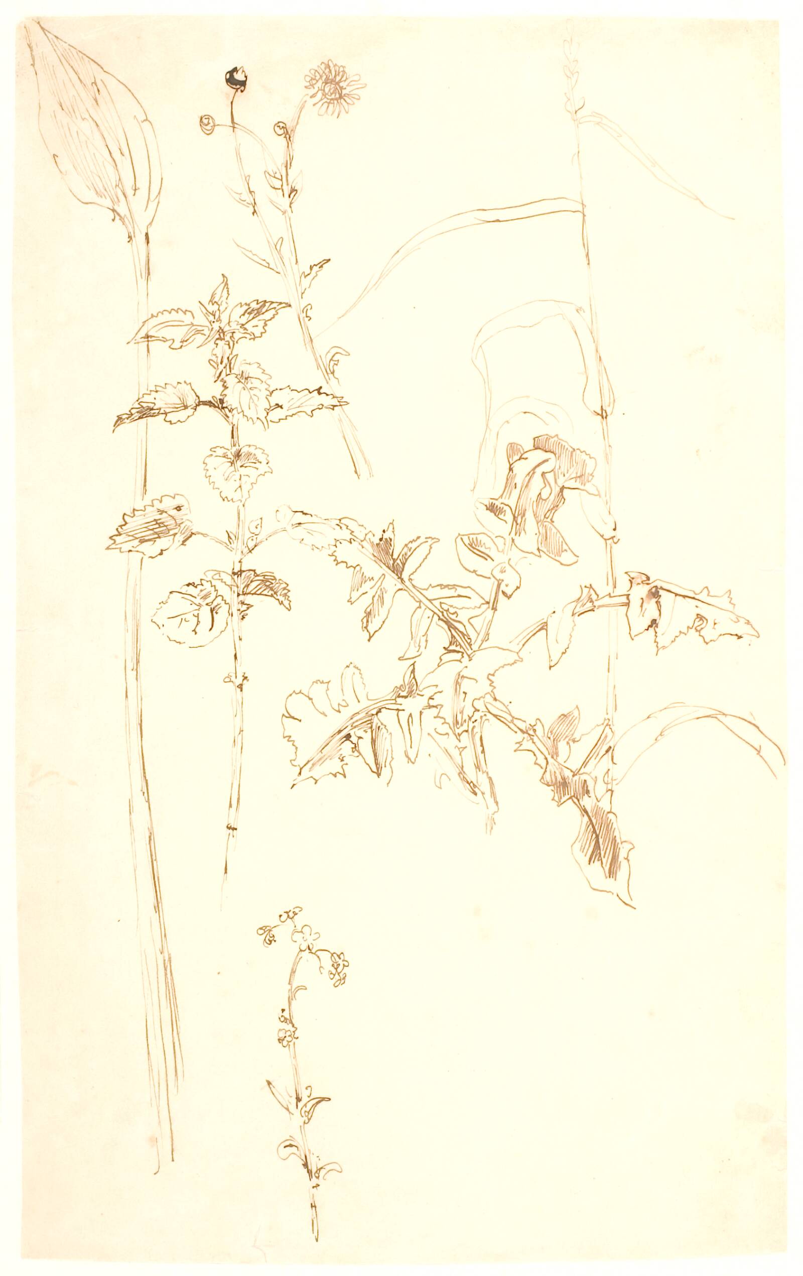Plantestudier, Dankvart Dreyer, 1831-1852