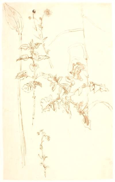 Plantestudier