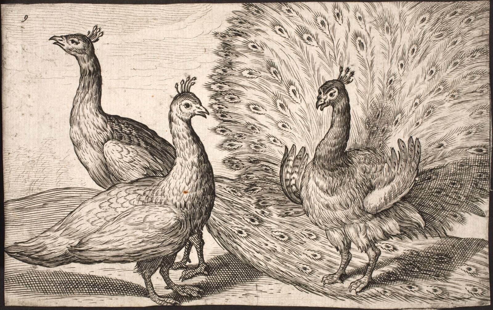 Tre påfugle, Ubekendt, 1608-1625
