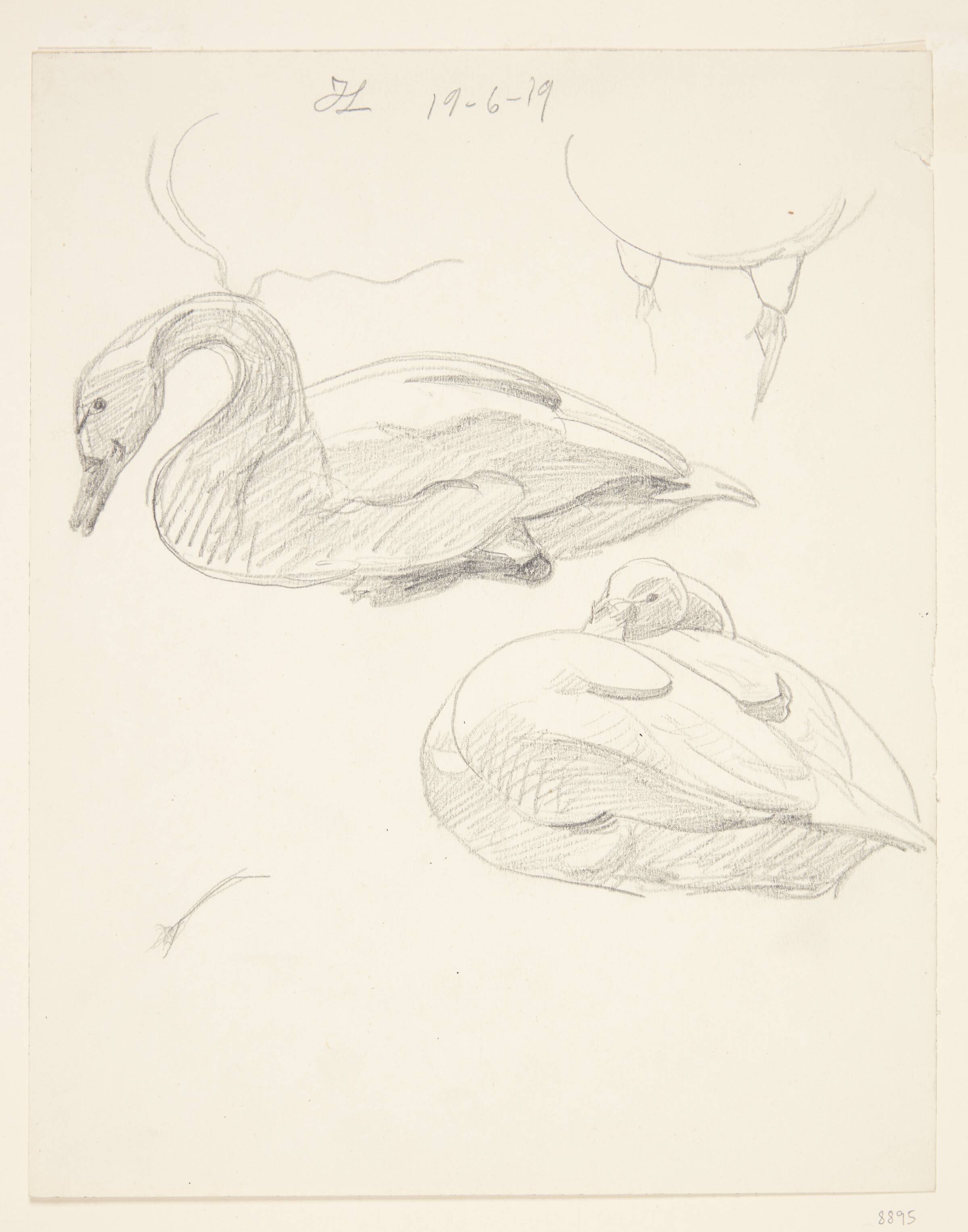 Liggende svaner, Johannes Larsen, 1919