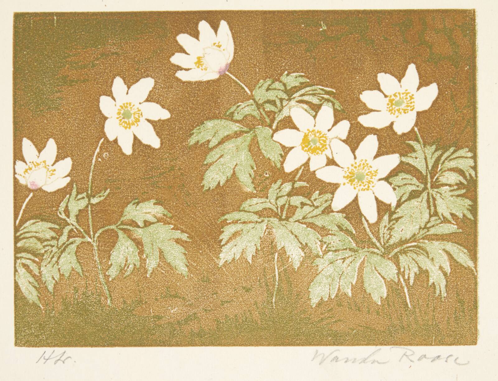 Anemoner, Wanda Roose, 1882-1956