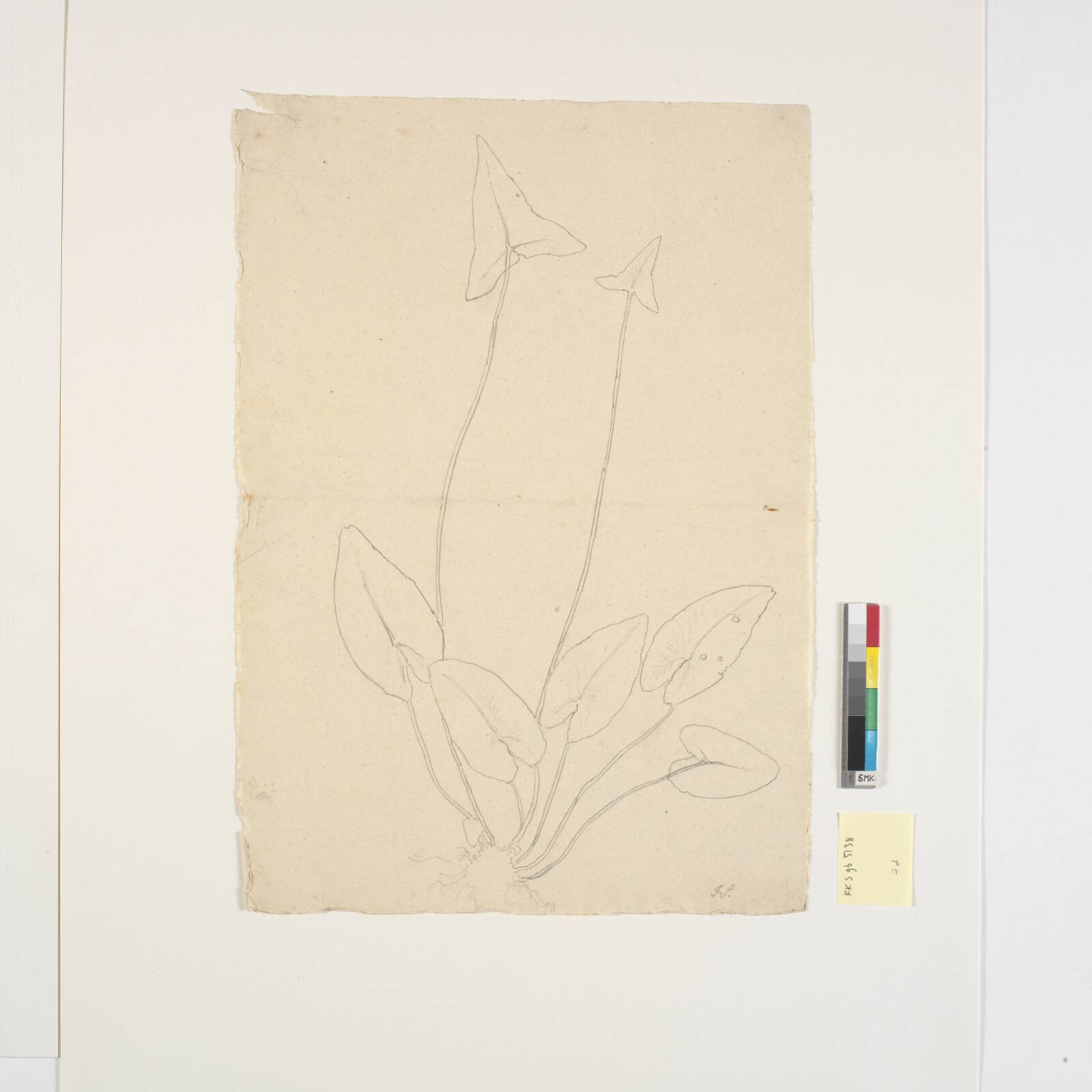 Bladplante, Joakim Skovgaard, 1856-1933